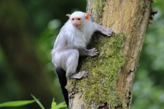 Silver marmoset (Mico argentatus, Syn.: Callithrix argentata), silver marmoset, adult, sitting on