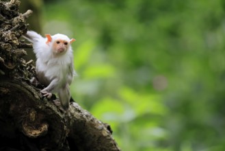 Silver marmoset (Mico argentatus, Syn.: Callithrix argentata), silver marmoset, adult, on tree