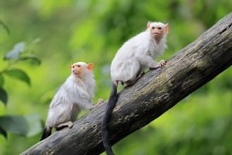Silver marmoset (Mico argentatus, Syn.: Callithrix argentata), silver marmoset, adult, pair, on