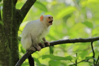 Silver marmoset (Mico argentatus, Syn.: Callithrix argentata), silver marmoset, adult, on tree,
