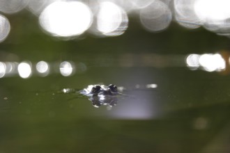 Frog in a pond, summer, Germany