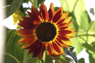 Sunflower, Summer, Germany