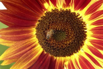 Sunflower with bee, summer, Germany