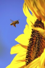 Sunflower with bee, summer, Germany