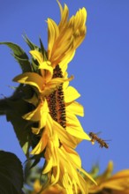 Sunflower with bees, summer, Germany