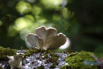 Mushroom on a tree trunk with beautiful bokeh, Germany
