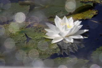 Water lily, summer, Germany