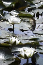 Water lilies, summer, Germany