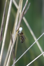 Crab spider, summer, Germany