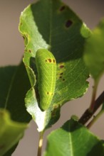 Caterpillar of the sail butterfly, summer, Germany
