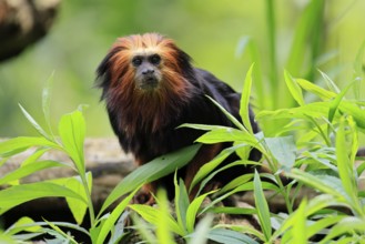 Golden-headed lion tamarin (Leontopithecus chrysomelas), adult, on tree, alert, captive, South