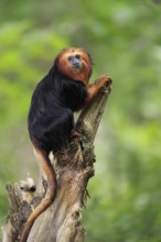 Golden-headed lion tamarin (Leontopithecus chrysomelas), adult, on tree trunk, vigilant, captive,