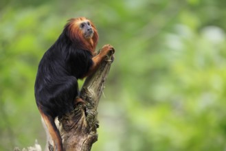 Golden-headed lion tamarin (Leontopithecus chrysomelas), adult, on tree trunk, vigilant, captive,