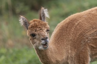 A guanaco stands in a lush green pasture, showing off its striking fur and curious expression. The