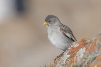 A young white snowfinch (Montifringilla nivalis) with grey feathers and a bright orange beak sits