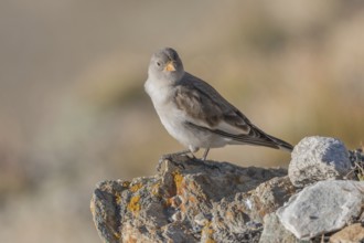 A young white snowfinch (Montifringilla nivalis) searches for food between rocks and grass. The