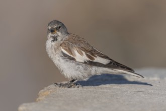 A white snowfinch (Montifringilla nivalis) stands on a rocky surface and displays its striking