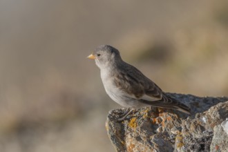 A young white snowfinch (Montifringilla nivalis) searches for food between rocks and grass. The