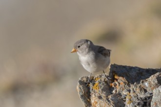 A young white snowfinch (Montifringilla nivalis) sits on a rough rock surrounded by a blurred