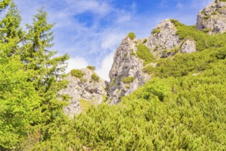 Rocky mountain landscape with trees under a blue sky and sunny weather, Herzogstand summit,