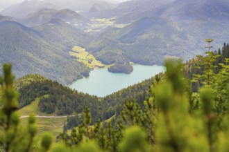 Panoramic view of a lake surrounded by mountains and forests, Herzogstand summit, Walchensee,