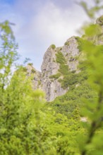 Steinerner Berg with lush green foliage under a clear sky, Herzogstand summit, Walchensee,