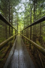 A narrow wooden path with railings runs through the green forest, Lotharpfad, Black Forest, Germany