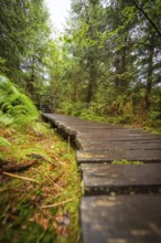 Close-up of a wooden path leading through a green forest, Lotharpfad, Black Forest, Germany