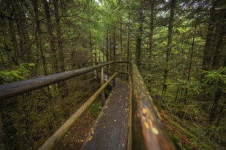A wooden path with railings leads through the green forest landscape, Lotharpfad, Black Forest,