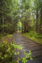 A person on a wooden forest path amidst dense, green trees, Lotharpfad, Black Forest, Germany