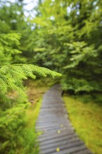 A close-up of pine needles with a blurred forest path in the background, Lotharpfad, Black Forest,