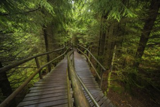 A winding footbridge with wooden railings winds its way through a mysterious forest, Lotharpfad,