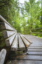 A wooden bench stands on a footbridge in the middle of a dense, green fir forest, Lotharpfad, Black