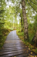 A wooden path leads through a green forest with birch trees and dense foliage, Lotharpfad, Black