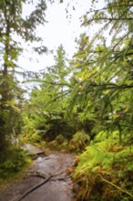 A quiet forest path surrounded by green trees and damp branches, Lotharpfad, Black Forest, Germany