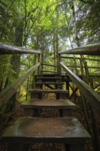 Wooden staircase leads through a dense and mysterious forest, Lotharpfad, Black Forest, Germany