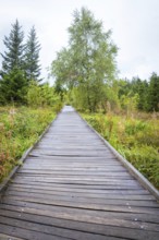 A straight wooden walkway leads through an open landscape with trees in the background, Lotharpfad,