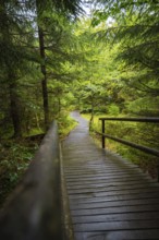A winding wooden walkway leads quietly through a dense, green fir forest, Lotharpfad, Black Forest,