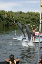 Dolphin, Bottlenose dolphin (Tursiops truncatus), 2 animals performing tricks, Cuba, Caribbean,