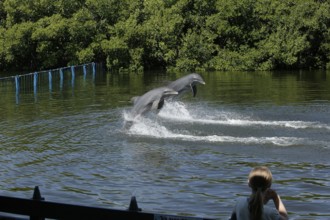 Dolphin, Bottlenose dolphin (Tursiops truncatus), 2 animals performing tricks, Cuba, Caribbean,
