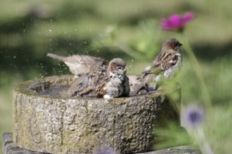 House sparrow (Passer domesticus), male, bird bath, bathing, water droplets, summer, many, cute,