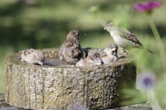 House sparrow (Passer domesticus), bird bath, bathing, summer, several, water, plumage care, cute,