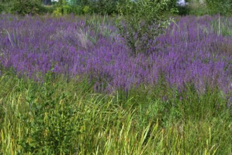 Purple loosestrife (Lythrum salicaria) in a dry carp pond, Eckental, Middle Franconia, Bavaria,