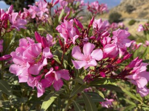 Close-up of blossoms of pink oleander (Nerium oleander) flowers, Crete, Greece