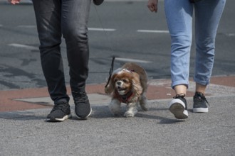 Dog walking in the city, Bavaria, Germany