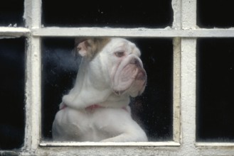 English Bulldog at the window, England, Great Britain