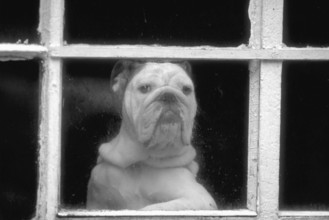 English Bulldog at the window, black and white, England, Great Britain