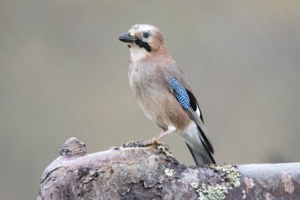Eurasian jay (Garrulus glandarius) Germany