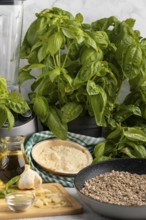 Basil next to a blender and ingredients for pesto such as sunflower seeds, garlic, olive oil and