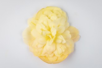 Yellow begonia flower (Begonia) on a white background